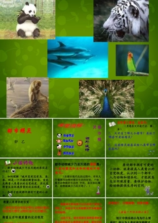 八年级语文上册 22 都市精灵课件2 苏教版 课件