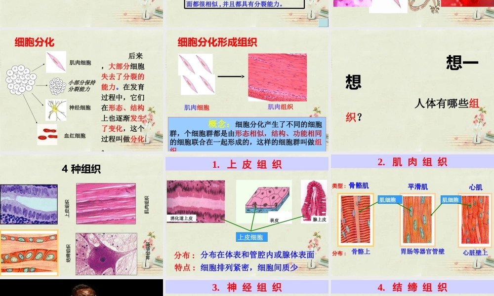 中学七年级生物上册 2.2.2 动物体的结构层次课件 (新版)新人教版 课件