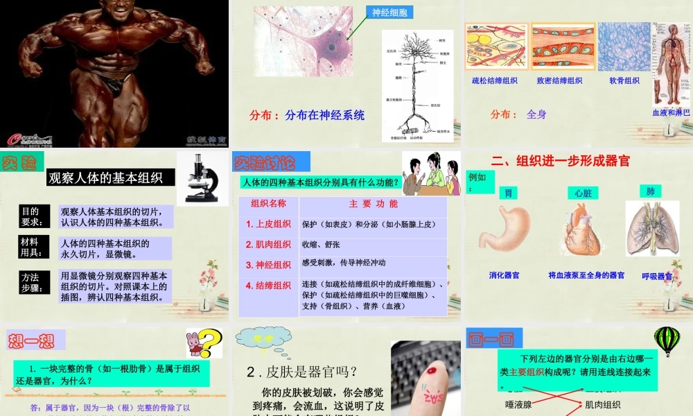 中学七年级生物上册 2.2.2 动物体的结构层次课件 (新版)新人教版 课件