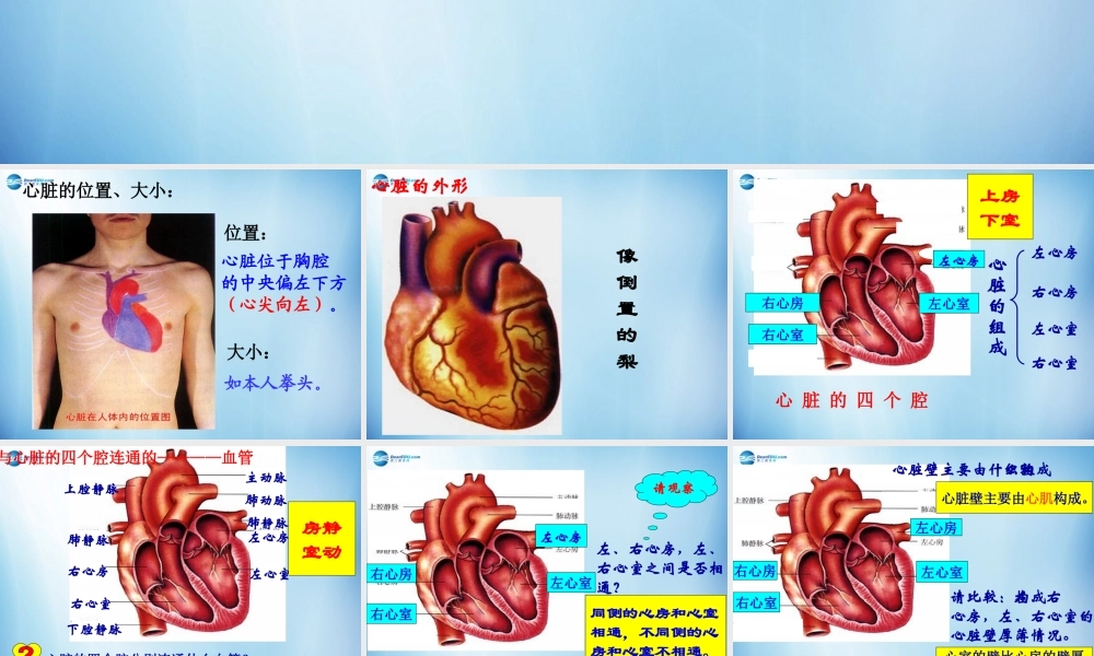 中学七年级生物下册 第四章 第三节 输送血液的泵-心脏课件 (新版)新人教版 课件