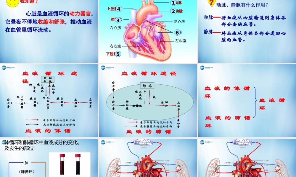 中学七年级生物下册 第四章 第三节 输送血液的泵-心脏课件 (新版)新人教版 课件