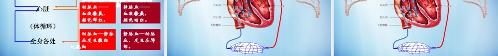 中学七年级生物下册 第四章 第三节 输送血液的泵-心脏课件 (新版)新人教版 课件