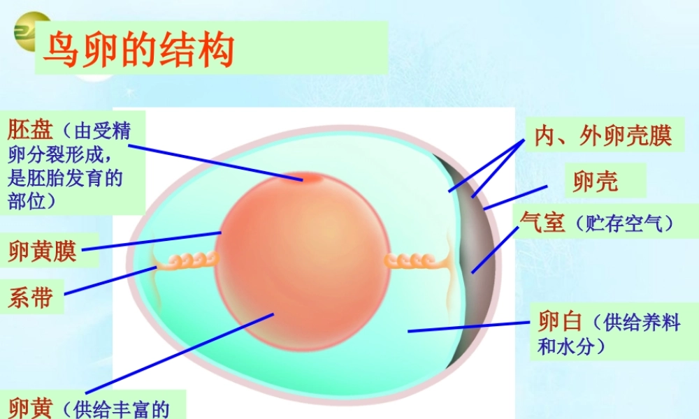 八年级生物上册(19.2 动物的发育)课件 苏科版 课件