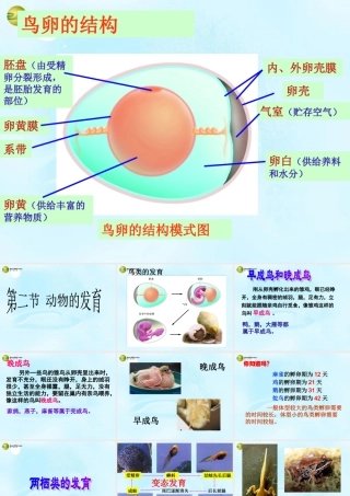 八年级生物上册(19.2 动物的发育)课件 苏科版 课件