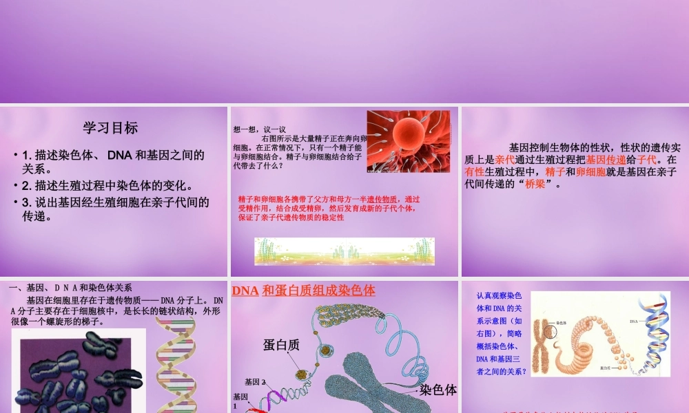 八年级生物下册 第七单元 第二章 第二节 基因在亲子代间的传递课件 新人教版 课件