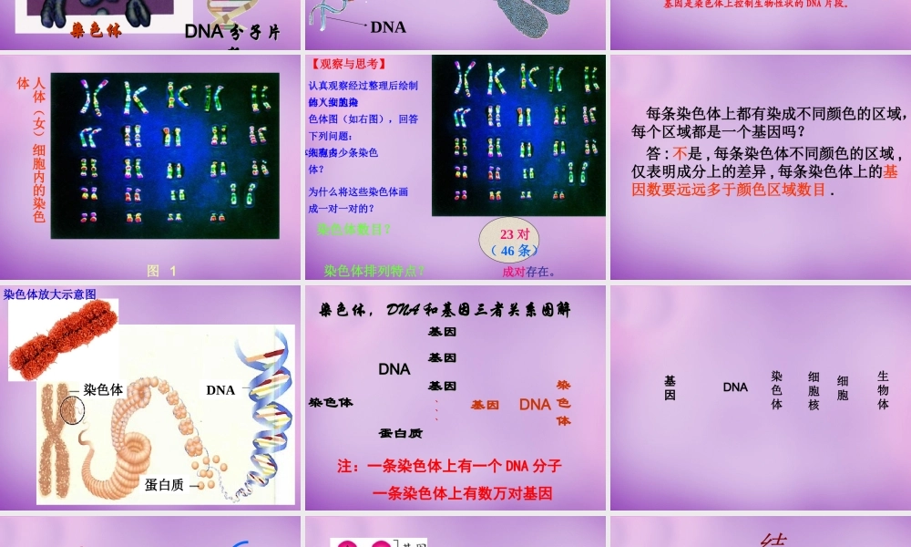 八年级生物下册 第七单元 第二章 第二节 基因在亲子代间的传递课件 新人教版 课件