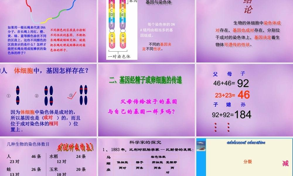 八年级生物下册 第七单元 第二章 第二节 基因在亲子代间的传递课件 新人教版 课件