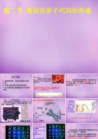 八年级生物下册 第七单元 第二章 第二节 基因在亲子代间的传递课件 新人教版 课件