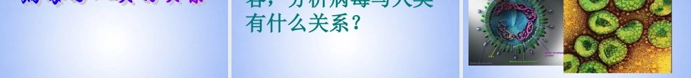 八年级生物上册 第五单元 病毒课件 新人教版 课件