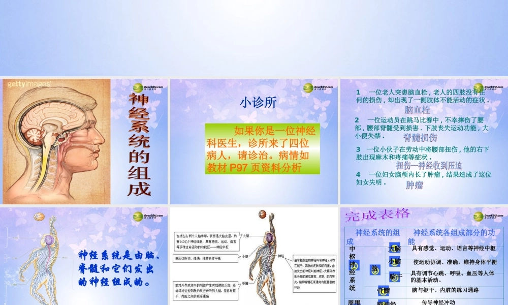 中学七年级生物下册 神经系统的组成课件 鲁科版 课件