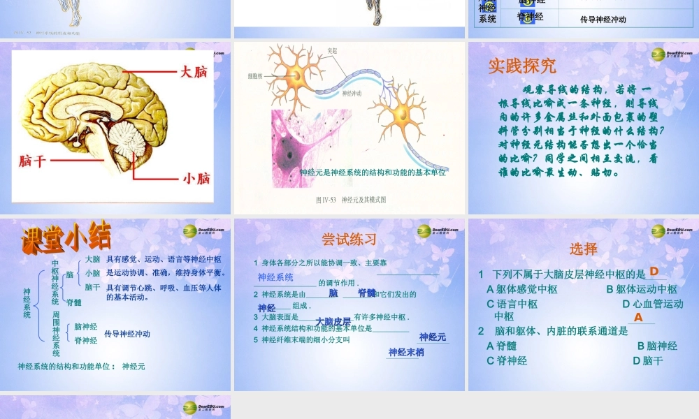 中学七年级生物下册 神经系统的组成课件 鲁科版 课件