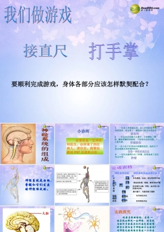 中学七年级生物下册 神经系统的组成课件 鲁科版 课件