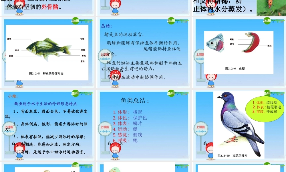 七年级生物上册 动物的主要类群课件 济南版 课件