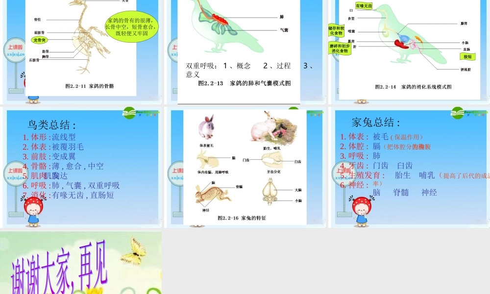 七年级生物上册 动物的主要类群课件 济南版 课件