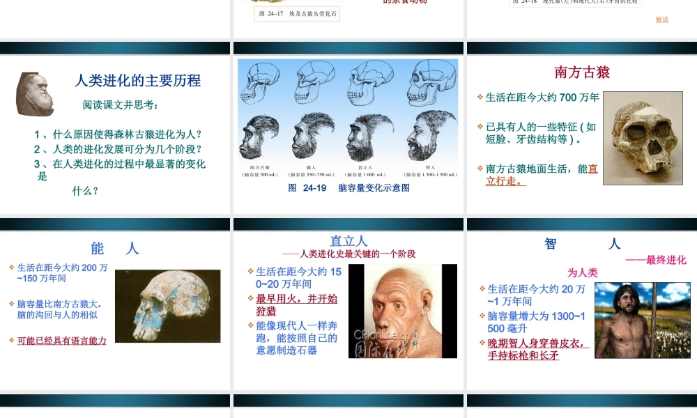 八年级生物下册 24.4人类的起源和进化课件 苏教版 课件