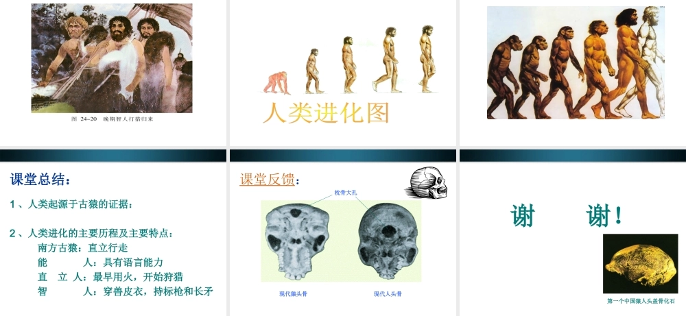 八年级生物下册 24.4人类的起源和进化课件 苏教版 课件