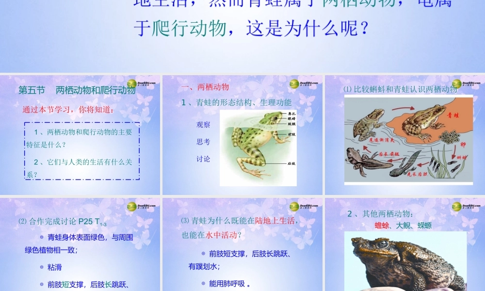 八年级生物上册 两栖动物和爬行动物课件 (新版)新人教版 课件
