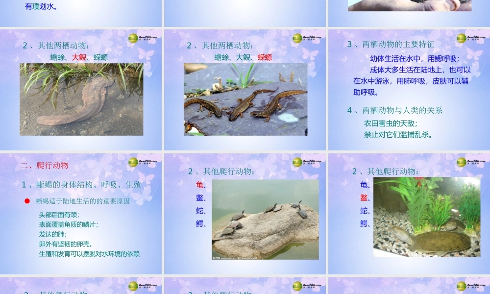 八年级生物上册 两栖动物和爬行动物课件 (新版)新人教版 课件