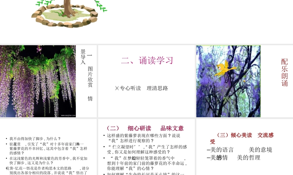 八年级上册 23紫藤萝瀑布 课件3河大版 课件