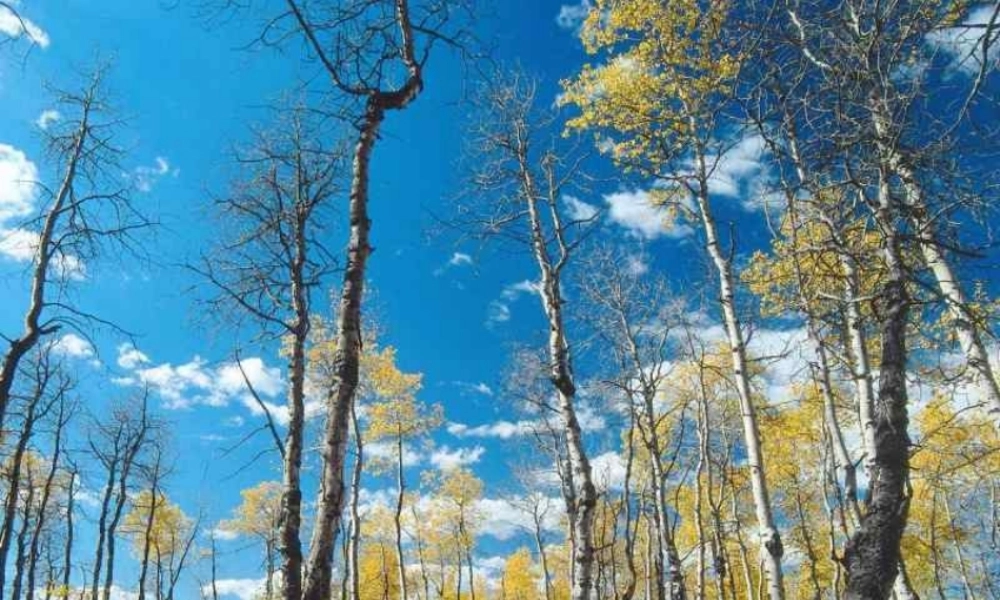 八年级语文下册 第2课(白杨礼赞)课件 苏教版 课件