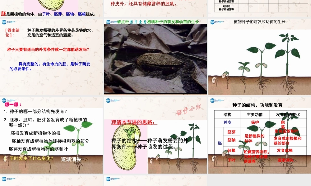 中学七年级生物上册 3.5.1 植物种子的萌发课件 苏教版 课件