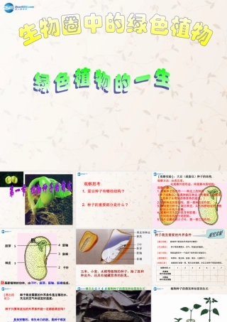 中学七年级生物上册 3.5.1 植物种子的萌发课件 苏教版 课件