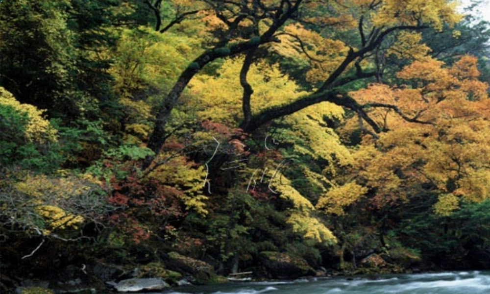 九年级语文下册 与朱元思书) 教学课件 语文版 课件