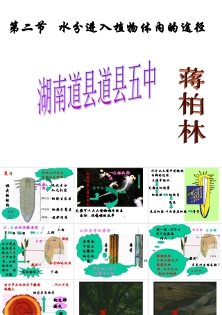 七年级生物水分进入植物体内的途径3课件新人教版 课件