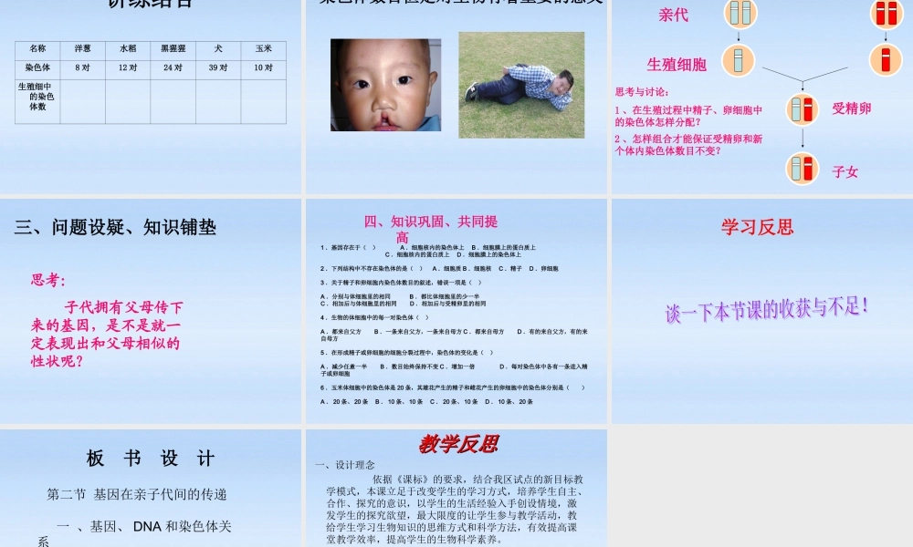 八年级生物下册 第二节基因在亲子代间的传递说课课件 人教新课标版 课件