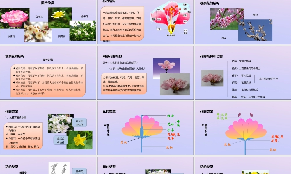 八年级生物上册 第四单元 物种的延续 第一章 绿色开花植物的一生 第一节 花的结构和类型课件(新版)济南版 课件