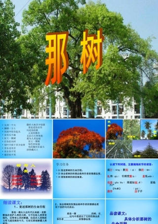 九年级语文下册 第10课(那树)课件 新人教版 课件