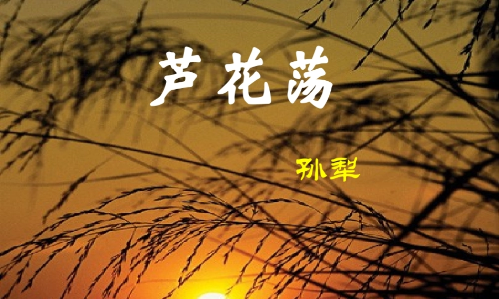 八年级语文(芦花荡)课件  课件