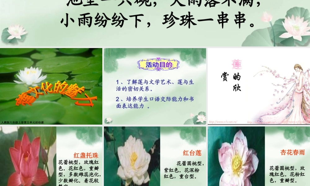 八年级语文上册 第五单元综合性学习(莲文化的魅力)课件 人教新课标版 课件