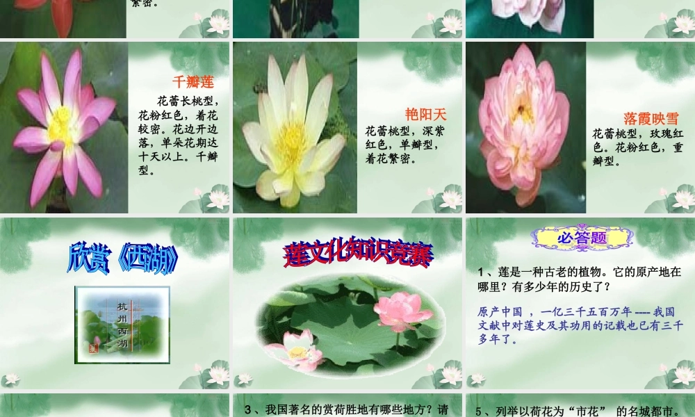 八年级语文上册 第五单元综合性学习(莲文化的魅力)课件 人教新课标版 课件