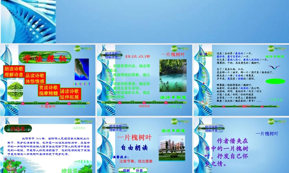 八年级语文下册(一片槐树叶)课件 语文版 课件