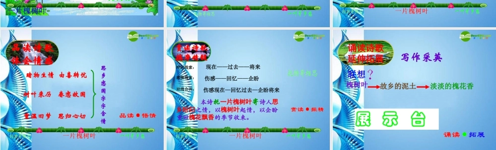 八年级语文下册(一片槐树叶)课件 语文版 课件