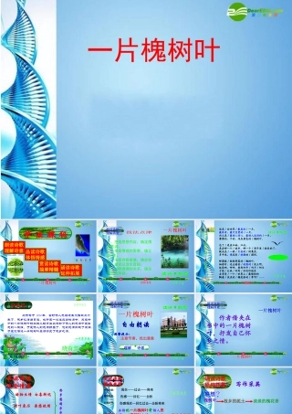 八年级语文下册(一片槐树叶)课件 语文版 课件