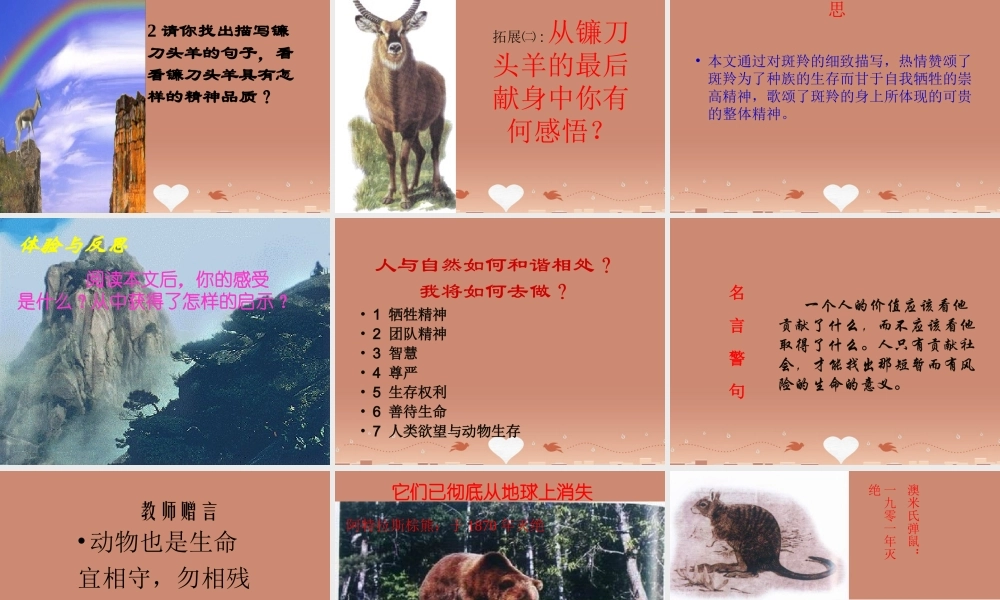 中学七年级语文下册 第27课(斑羚飞渡)课件 新人教版 课件