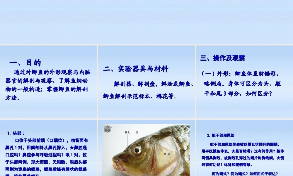 七年级生物下册 鲫鱼与水中生活相适应的结构特点课件 苏科版 课件