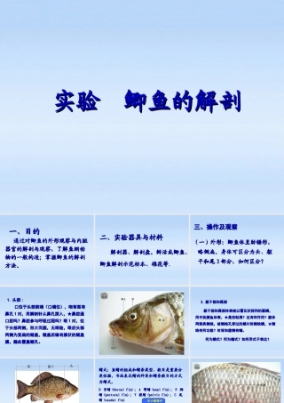七年级生物下册 鲫鱼与水中生活相适应的结构特点课件 苏科版 课件