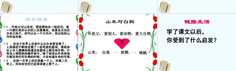 八年级语文上册 第16课(山米与白鹤)课件 语文版 课件