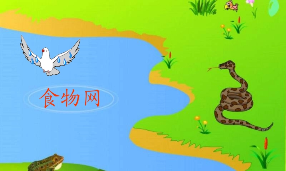 八年级生物下册 第六单元第一章第二节食物链和食物网——食物网课件 济南版 课件