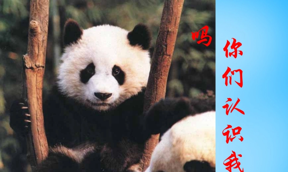 中学七年级语文下册 第17课 国宝—大熊猫课件 (新版)苏教版 课件