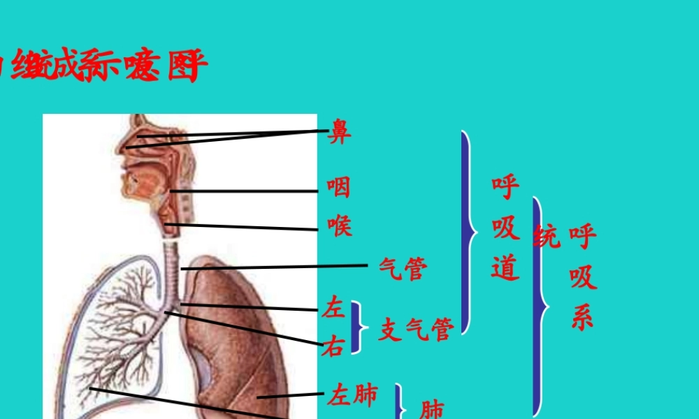 七年级生物下册 第三单元 第二章 第一节 人体与外界的气体交换 呼吸系统的组成示意图课件 (新版)济南版 课件