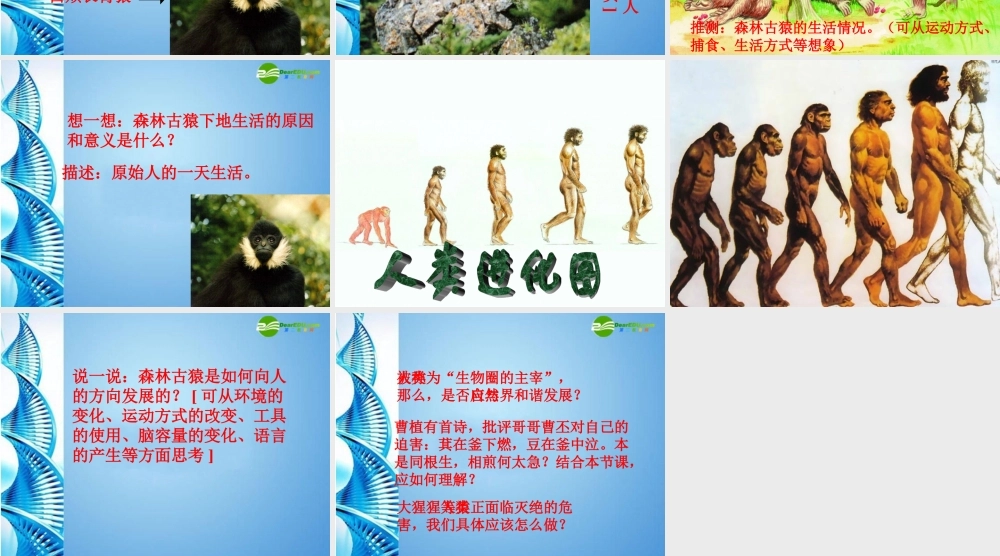 八年级生物下册 人类的起源和进化课件 苏科版 课件