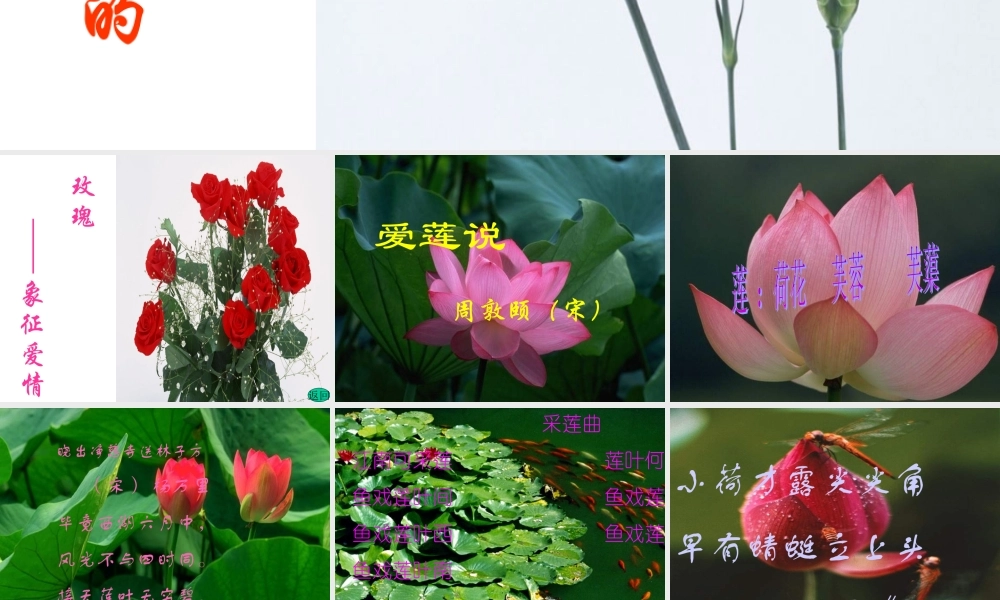 八年级语文上 爱莲说 课件人教版 课件