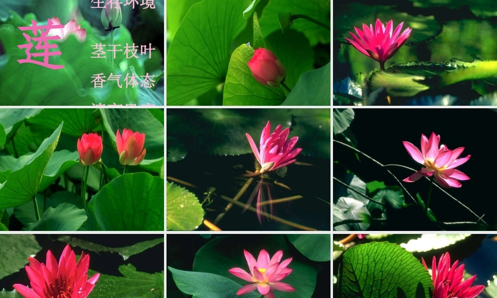 八年级语文上 爱莲说 课件人教版 课件