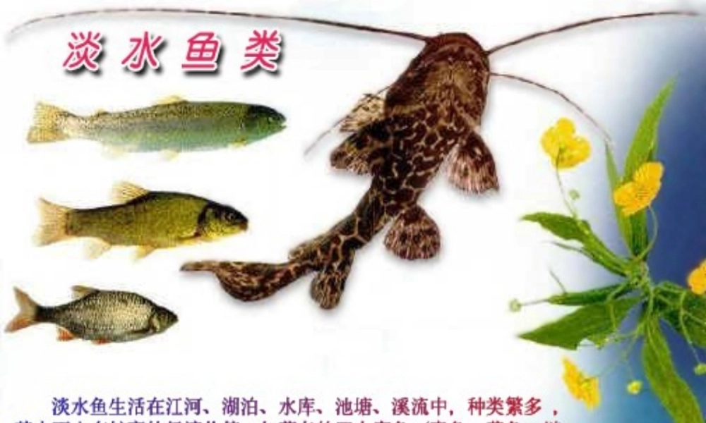 八年级生物上册 鱼类资源及利用 课件