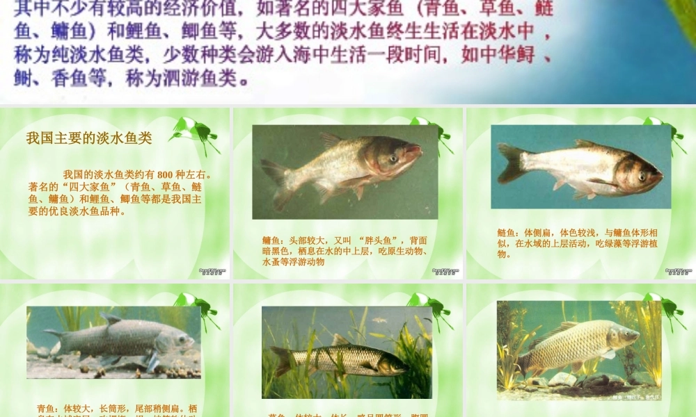 八年级生物上册 鱼类资源及利用 课件