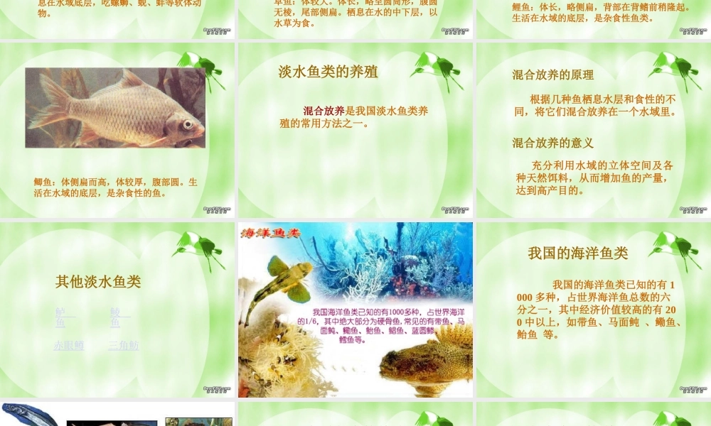 八年级生物上册 鱼类资源及利用 课件